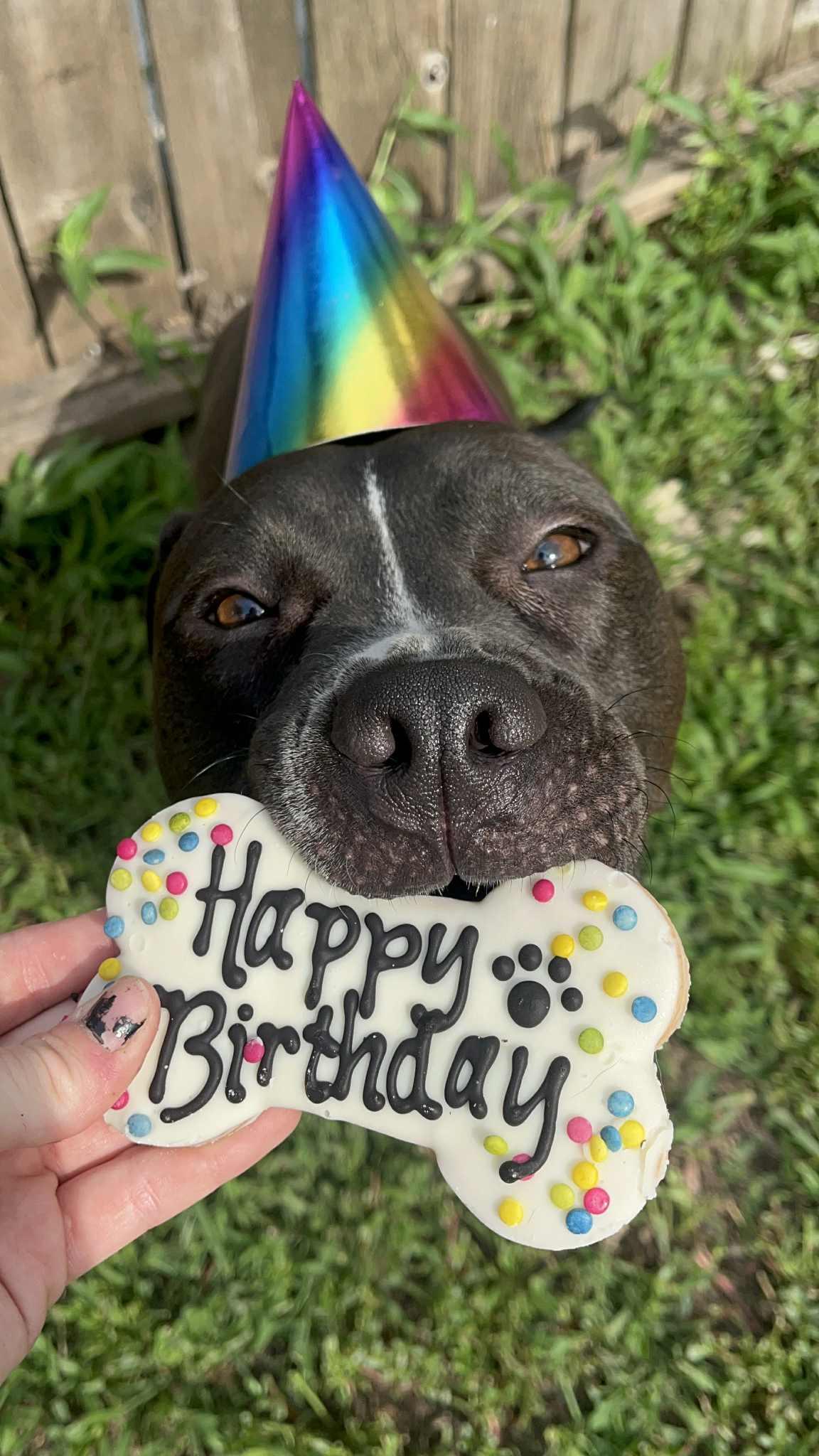 Enlarge Donkey, a Adoptable mixed breed in Kansas City, MO image 6/6