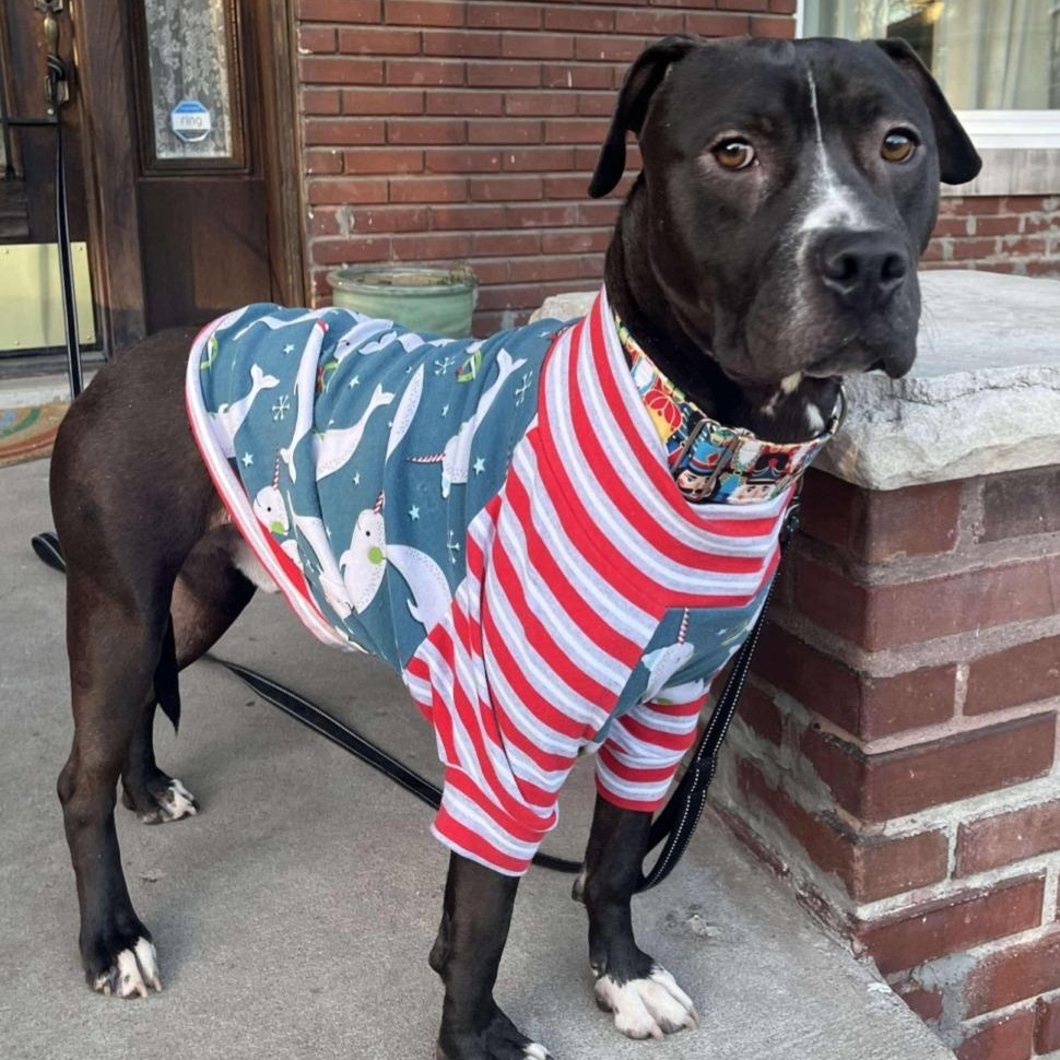 Donkey, a Adoptable mixed breed in Kansas City, MO image 6/6