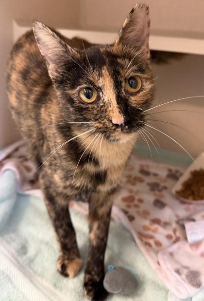 Brookie, adoptable, Adult Female Domestic Short Hair.