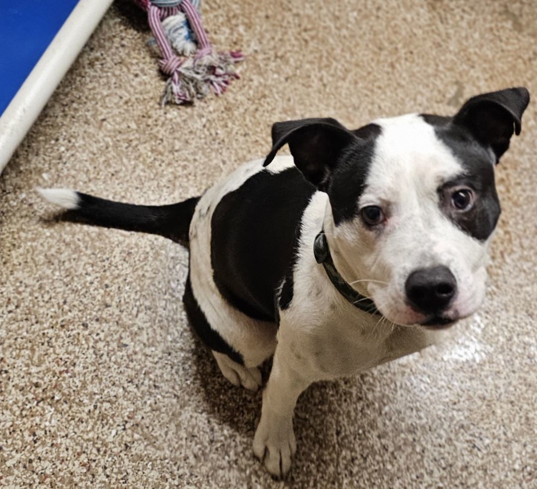 Domino, an adopted Pit Bull Terrier in Hendersonville, TN_image-1