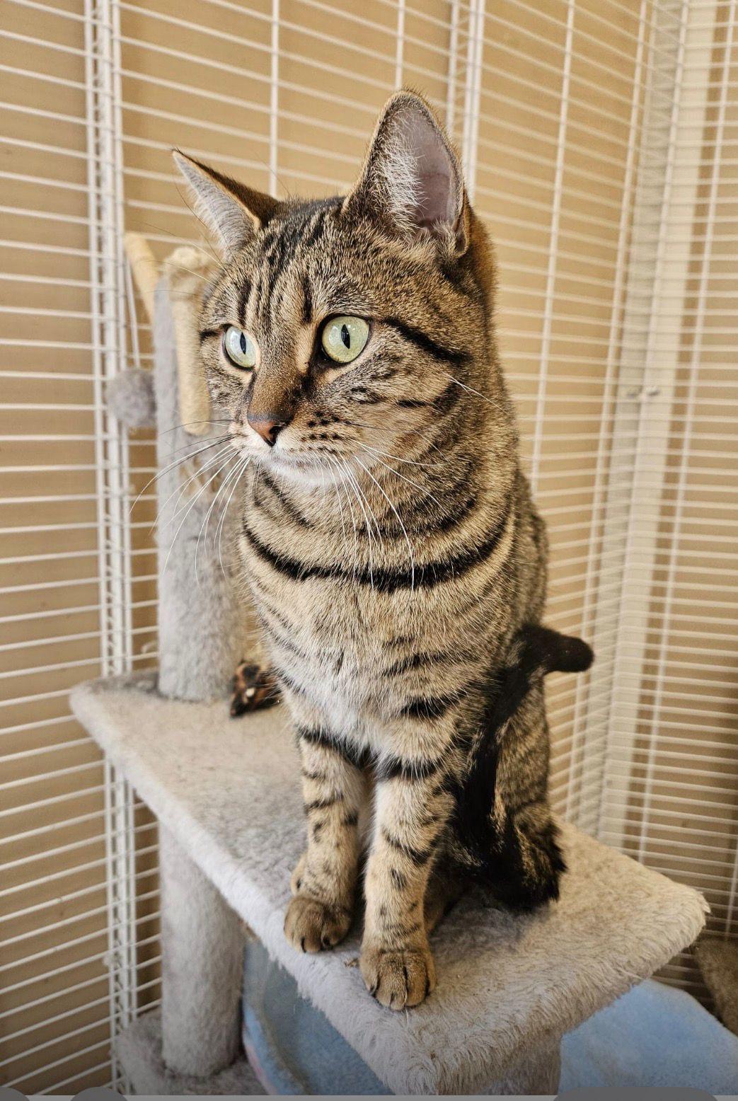 Toyota, adopted, Adult Male Scottish Fold.