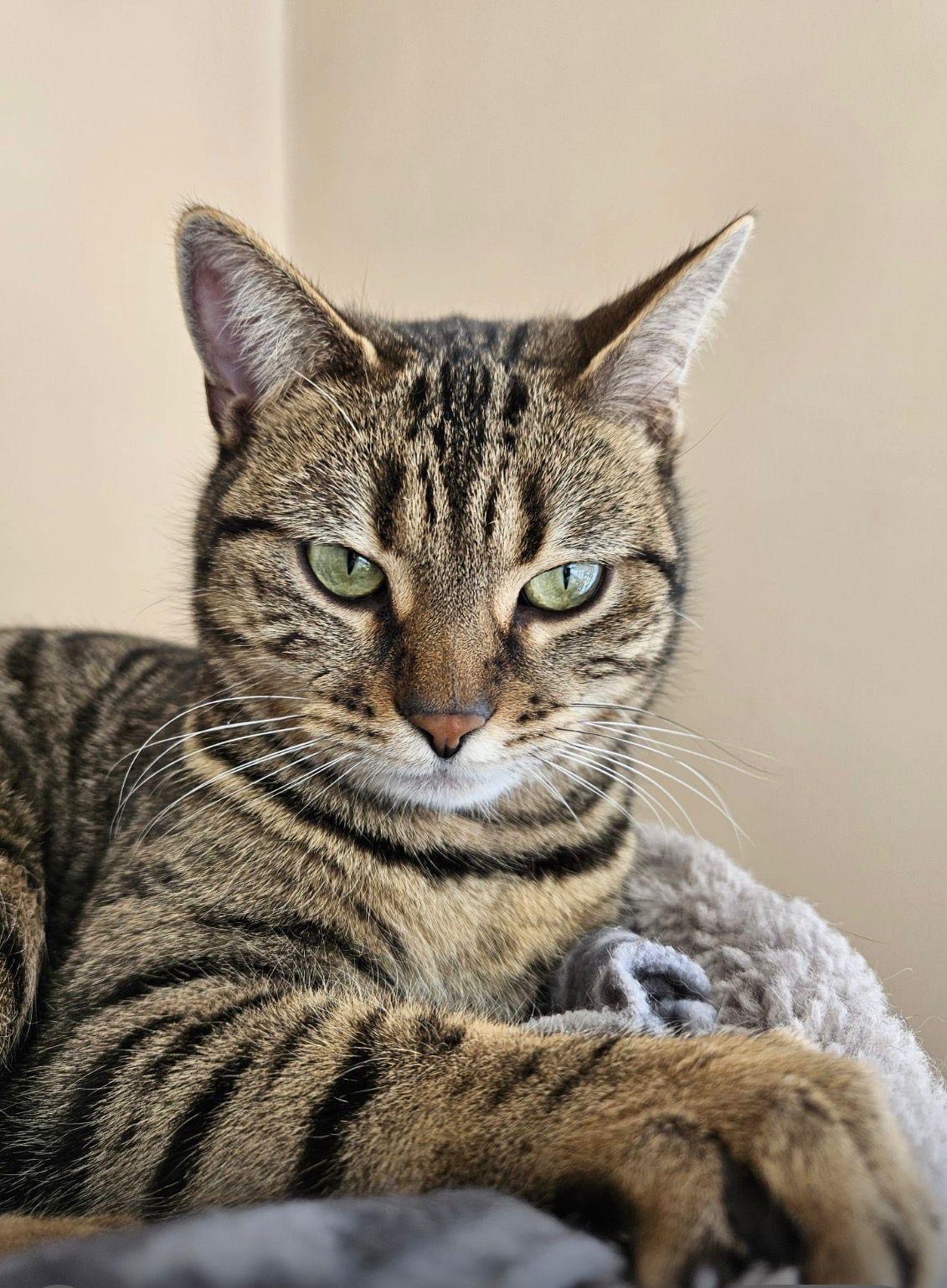 Enlarge Toyota, an adopted Scottish Fold in Mississauga, ON image 4/6