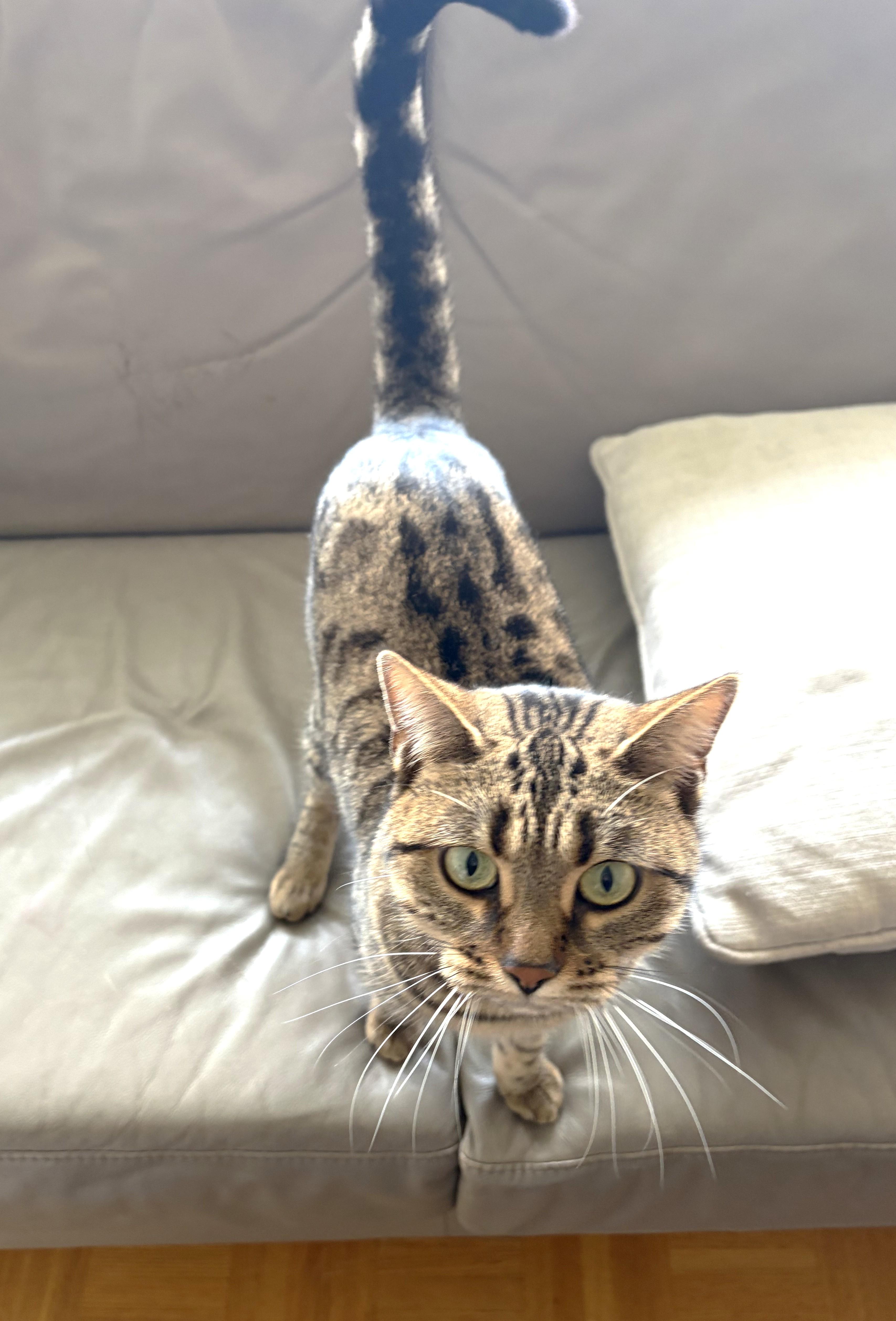 Enlarge Toyota, an adopted Scottish Fold in Mississauga, ON image 2/6