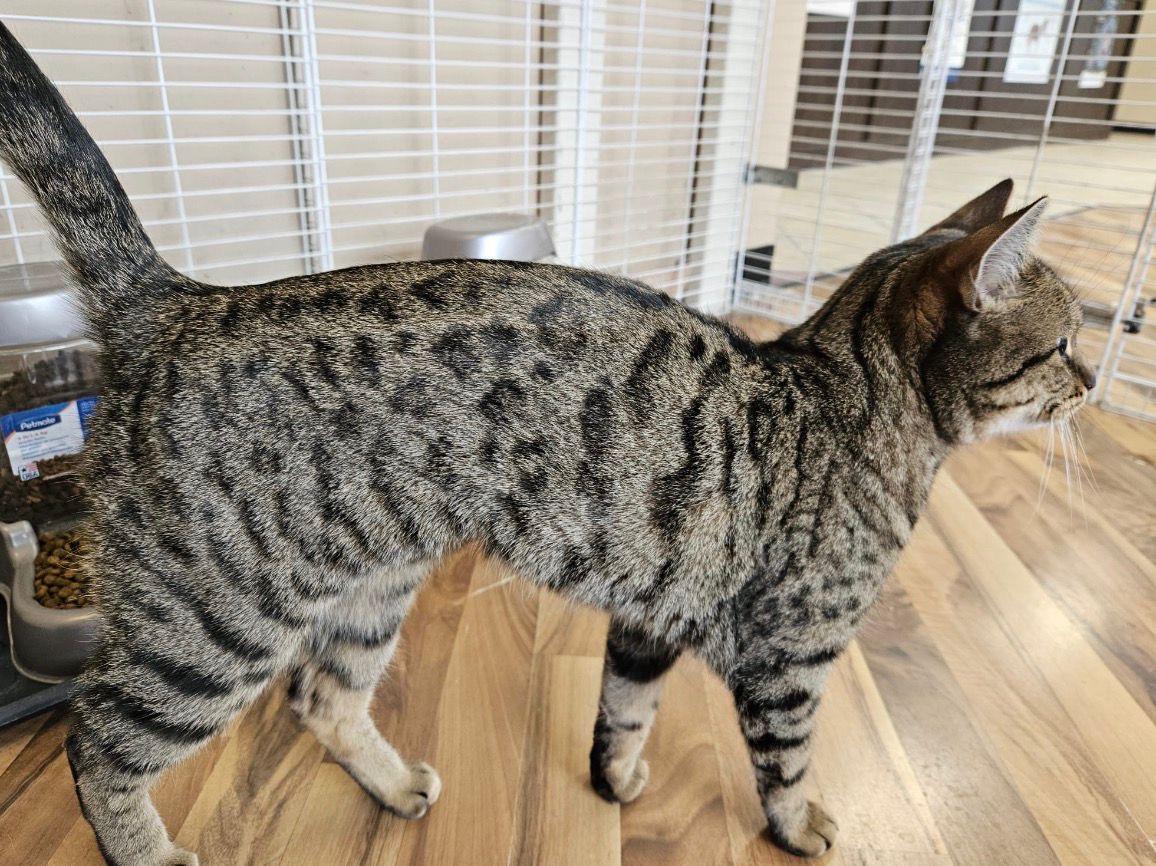Enlarge Toyota, an adopted Scottish Fold in Mississauga, ON image 3/6
