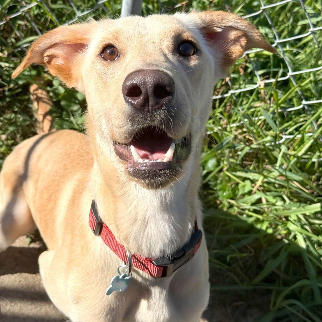 Enlarge Stevie, a Adoptable mixed breed in Owosso, MI image 1/2