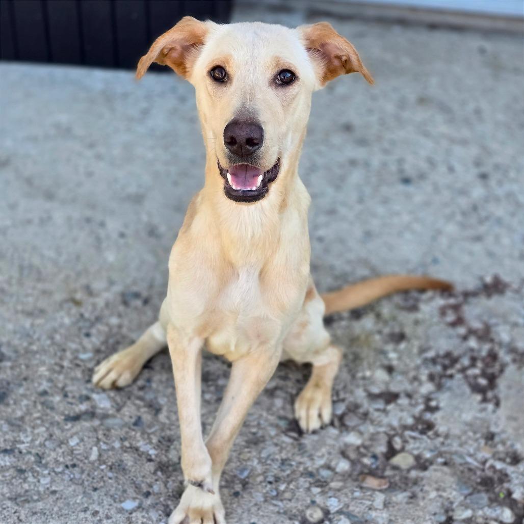 Enlarge Stevie, a Adoptable mixed breed in Owosso, MI image 2/2