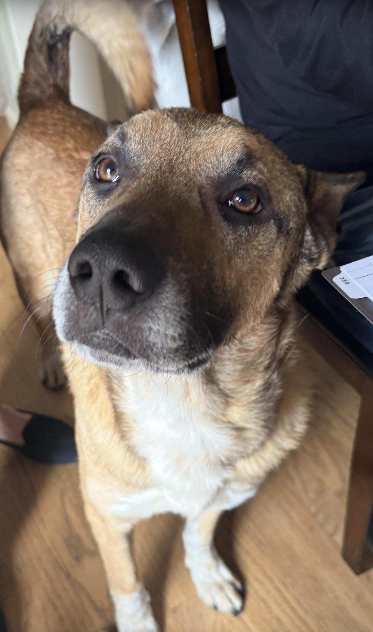 Baron, a Adoptable mixed breed in Parker, CO image 1/4