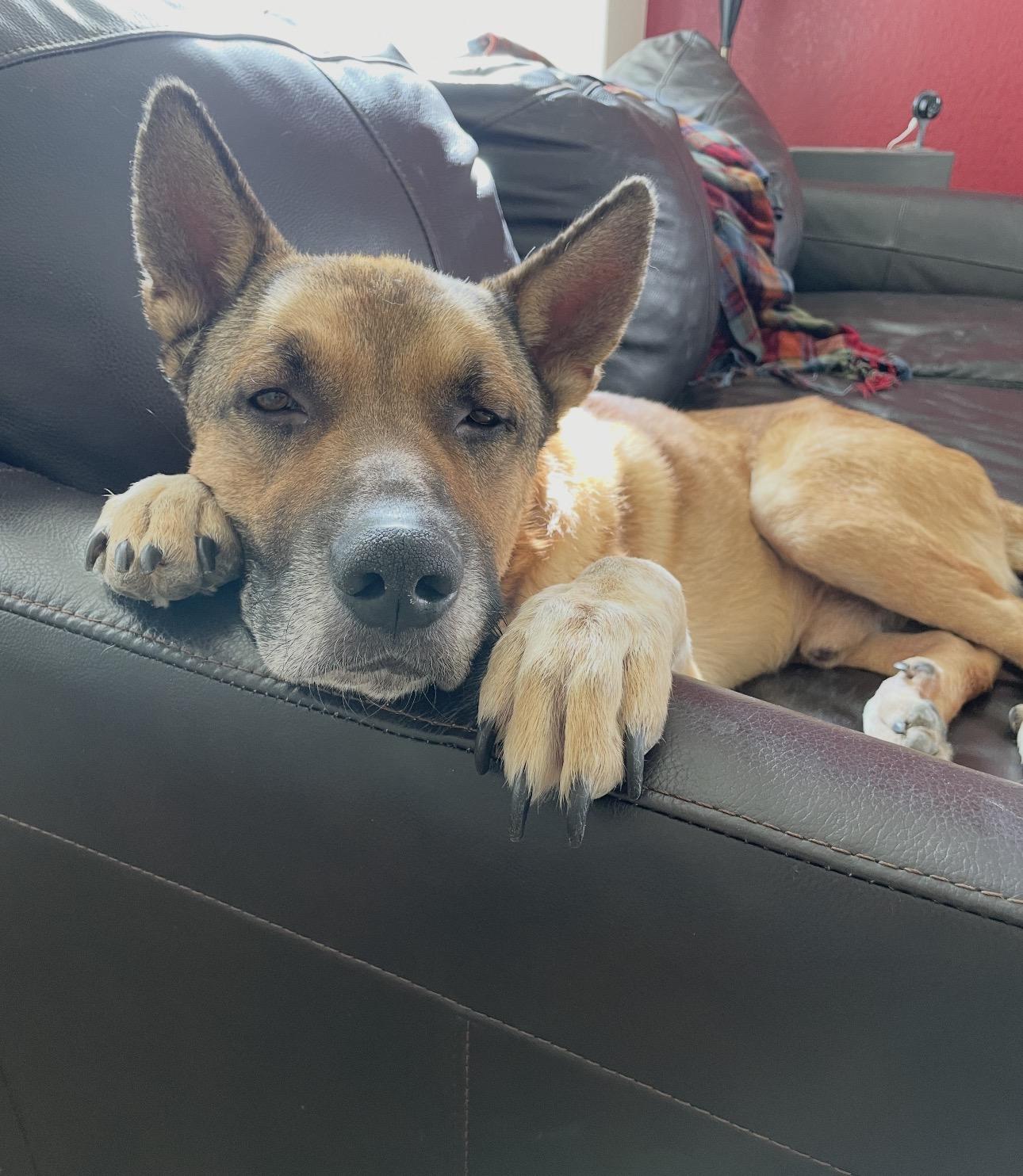 Baron, a Adoptable mixed breed in Parker, CO image 2/4