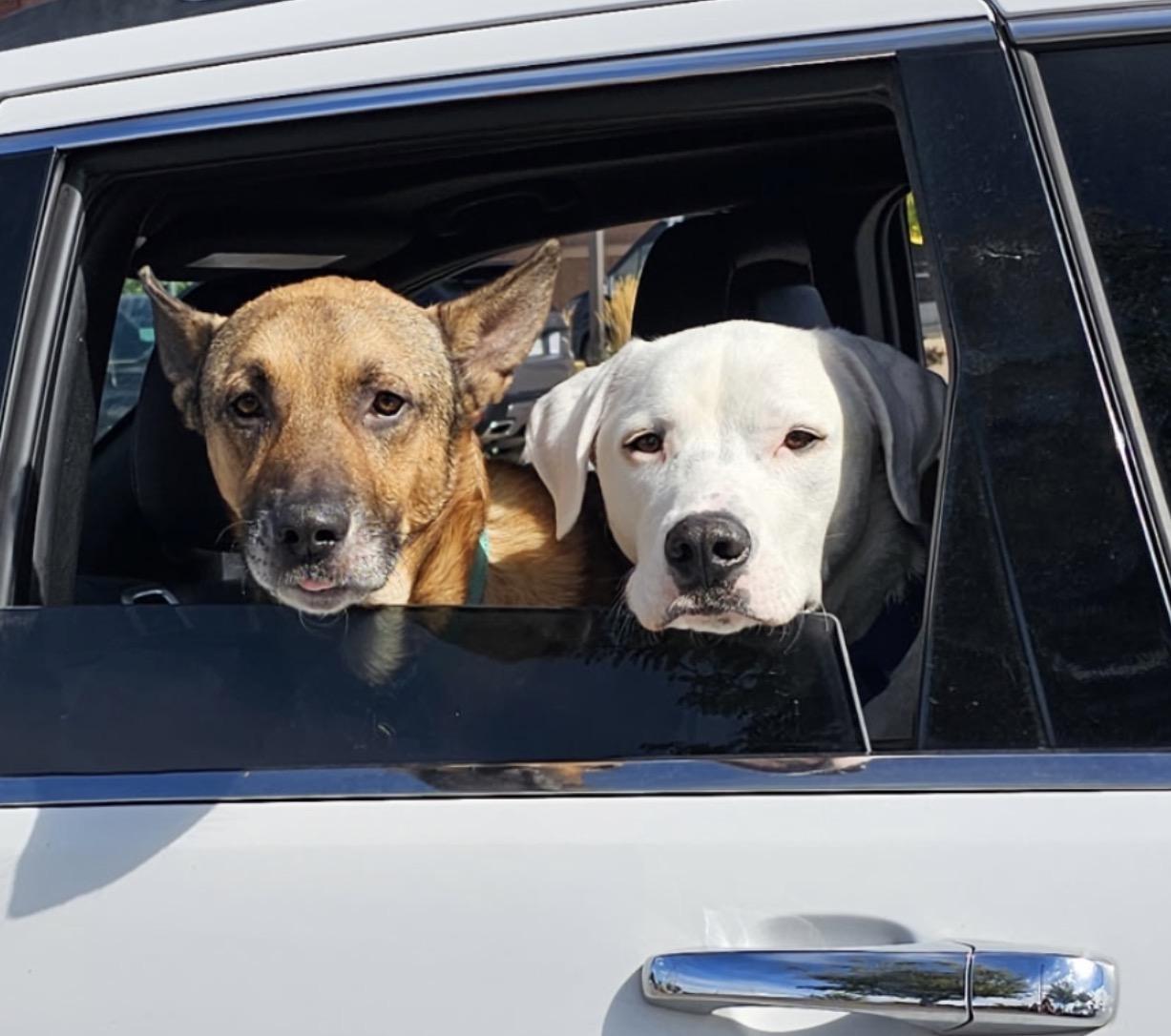 Baron, a Adoptable mixed breed in Parker, CO image 3/4