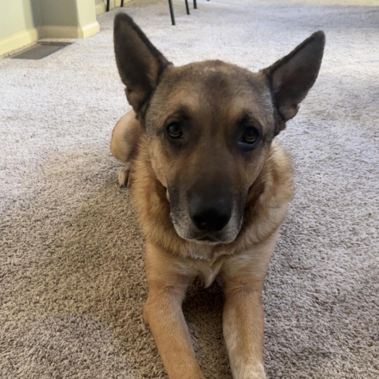 Baron, Adoptable, Adult Male German Shepherd Dog.