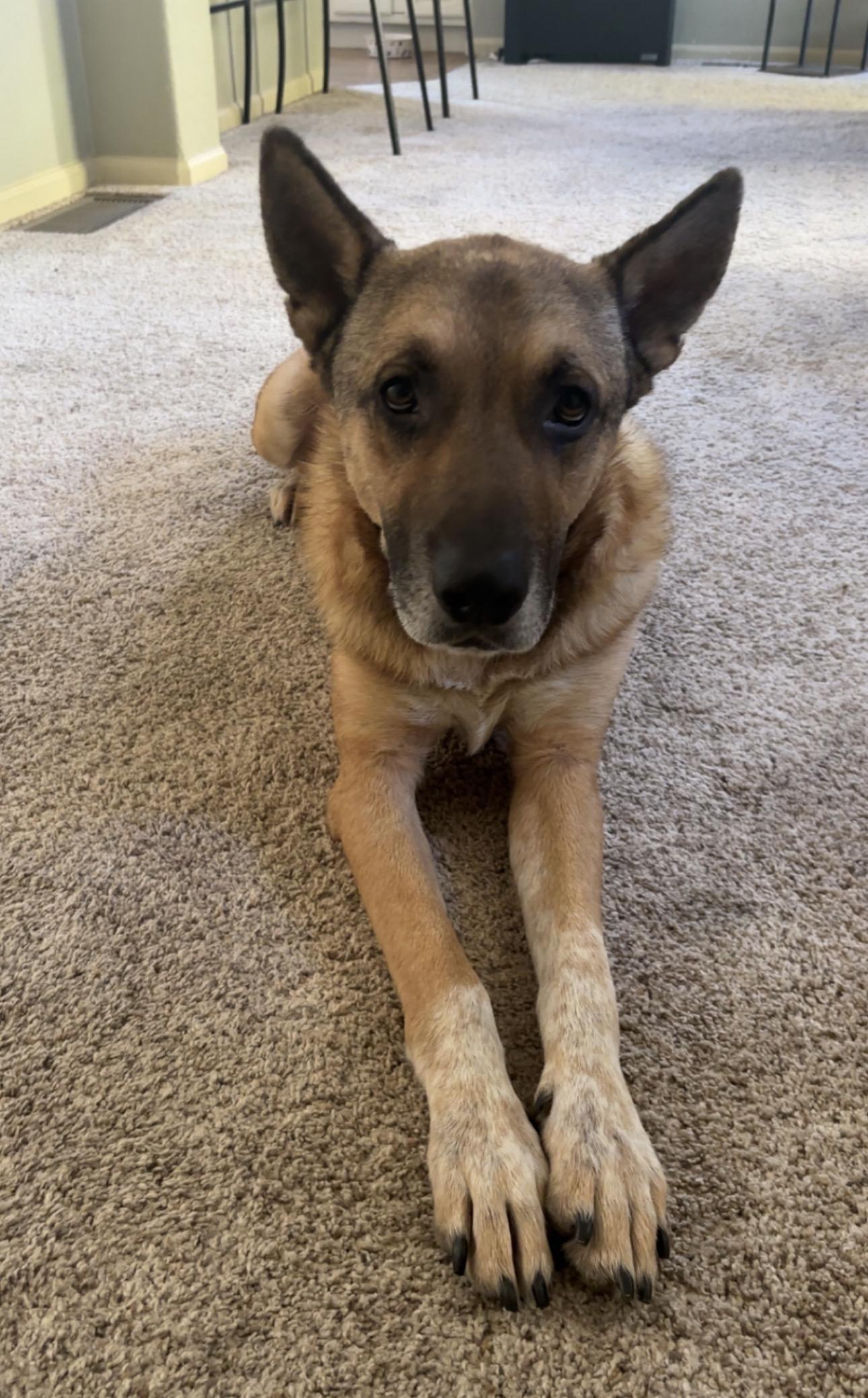 Baron, a Adoptable mixed breed in Parker, CO image 4/4