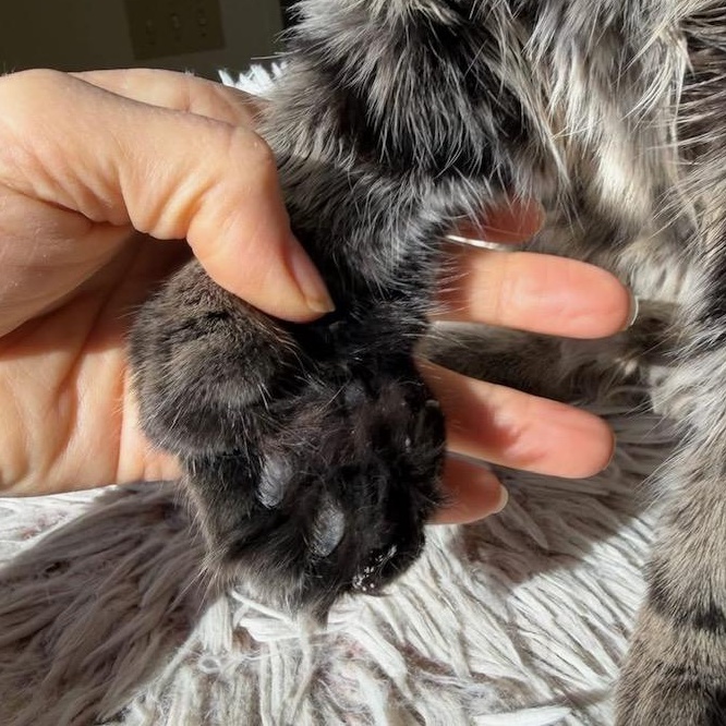 Enlarge Beau, a Adopted Domestic Long Hair in Santa Monica, CA image 4/5