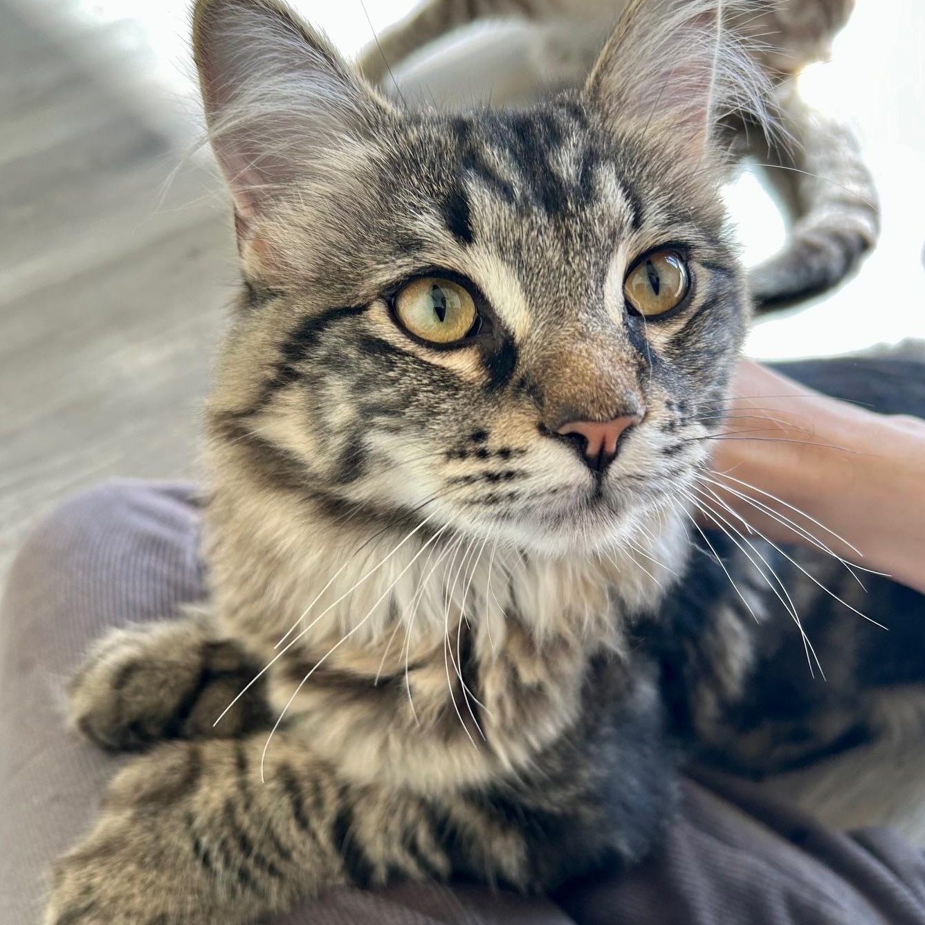 Enlarge Beau, a Adopted Domestic Long Hair in Santa Monica, CA image 5/5