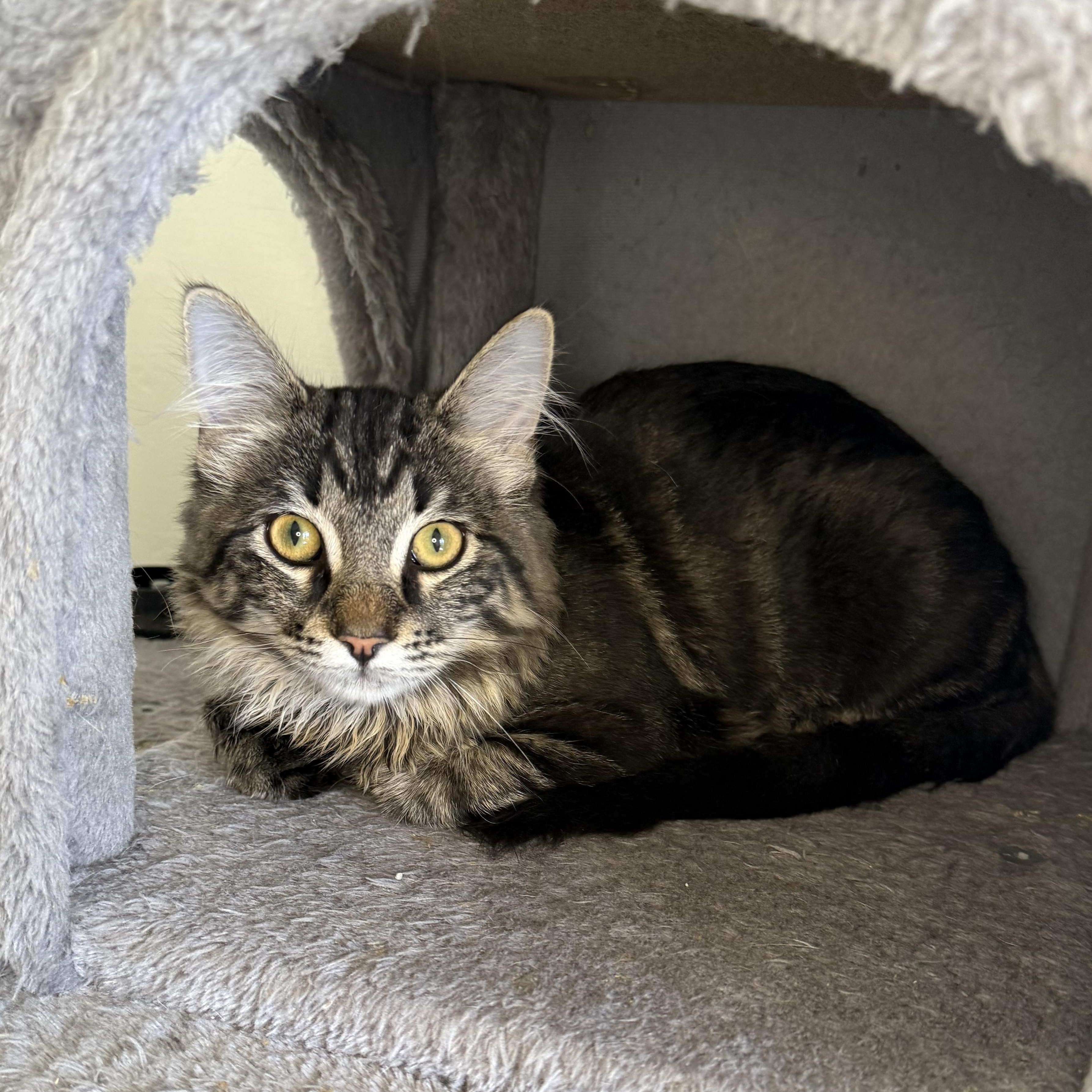 Beau, Adopted, Young Male Domestic Long Hair.