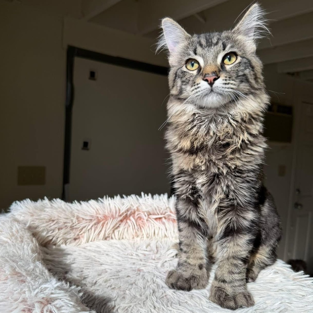 Enlarge Beau, a Adopted Domestic Long Hair in Santa Monica, CA image 2/5