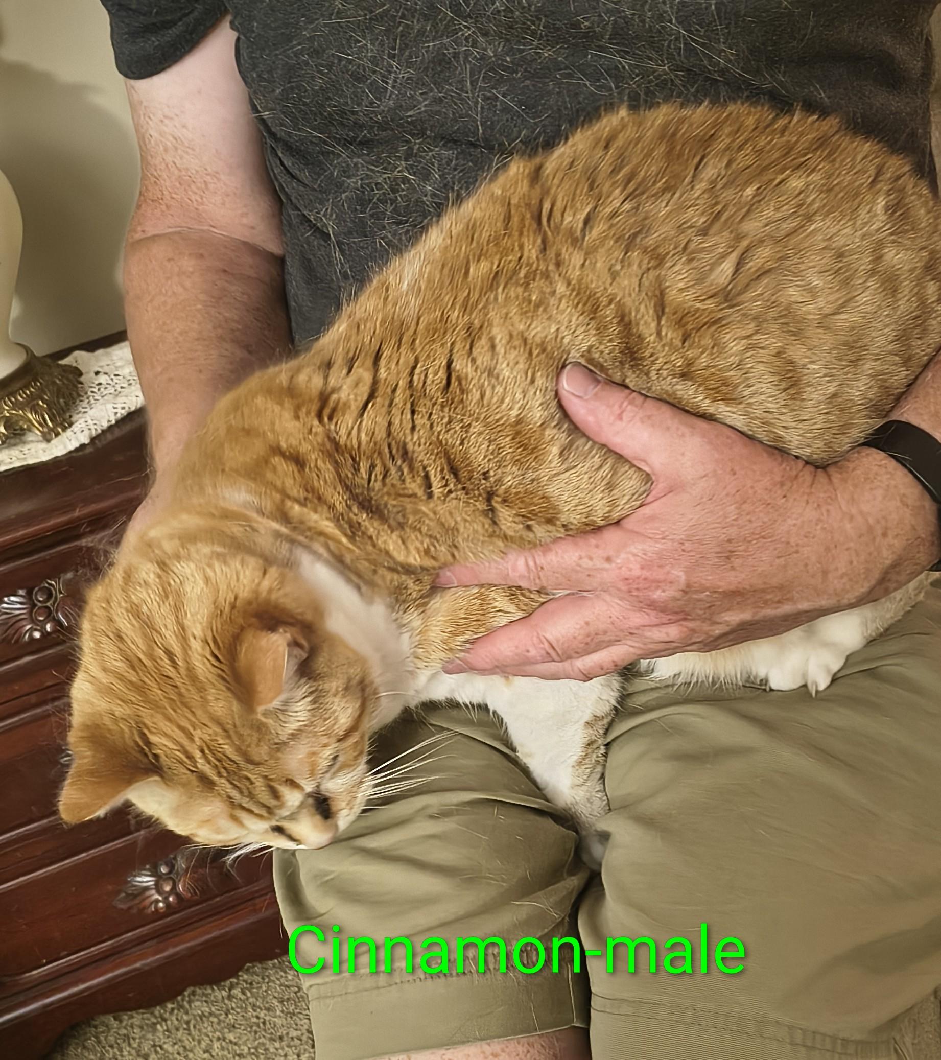 Cinnamon, Adopted, Adult Male Domestic Short Hair.
