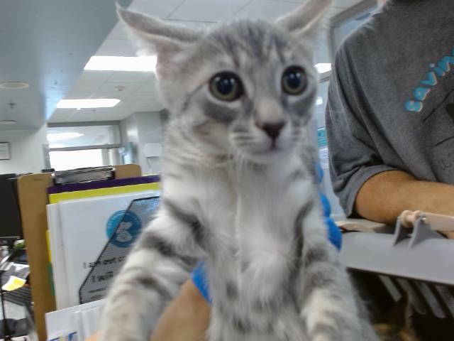 CHARLIE, Adoptable, Kitten Male Domestic Short Hair.