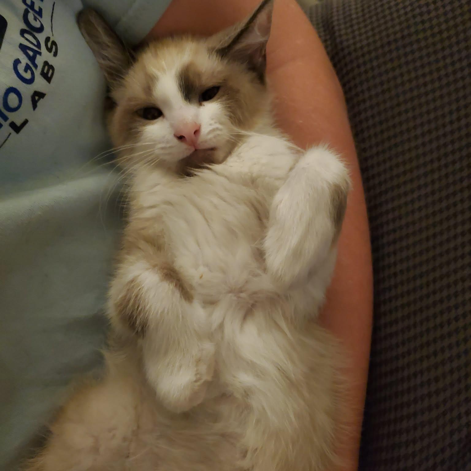 Enlarge Drumstick, an adopted Siamese in Fairborn, OH image 2/4