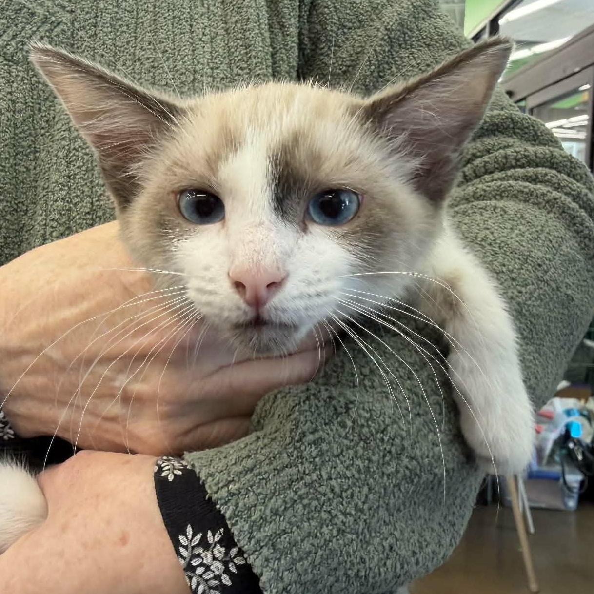 Enlarge Drumstick, an adopted Siamese in Fairborn, OH image 3/4