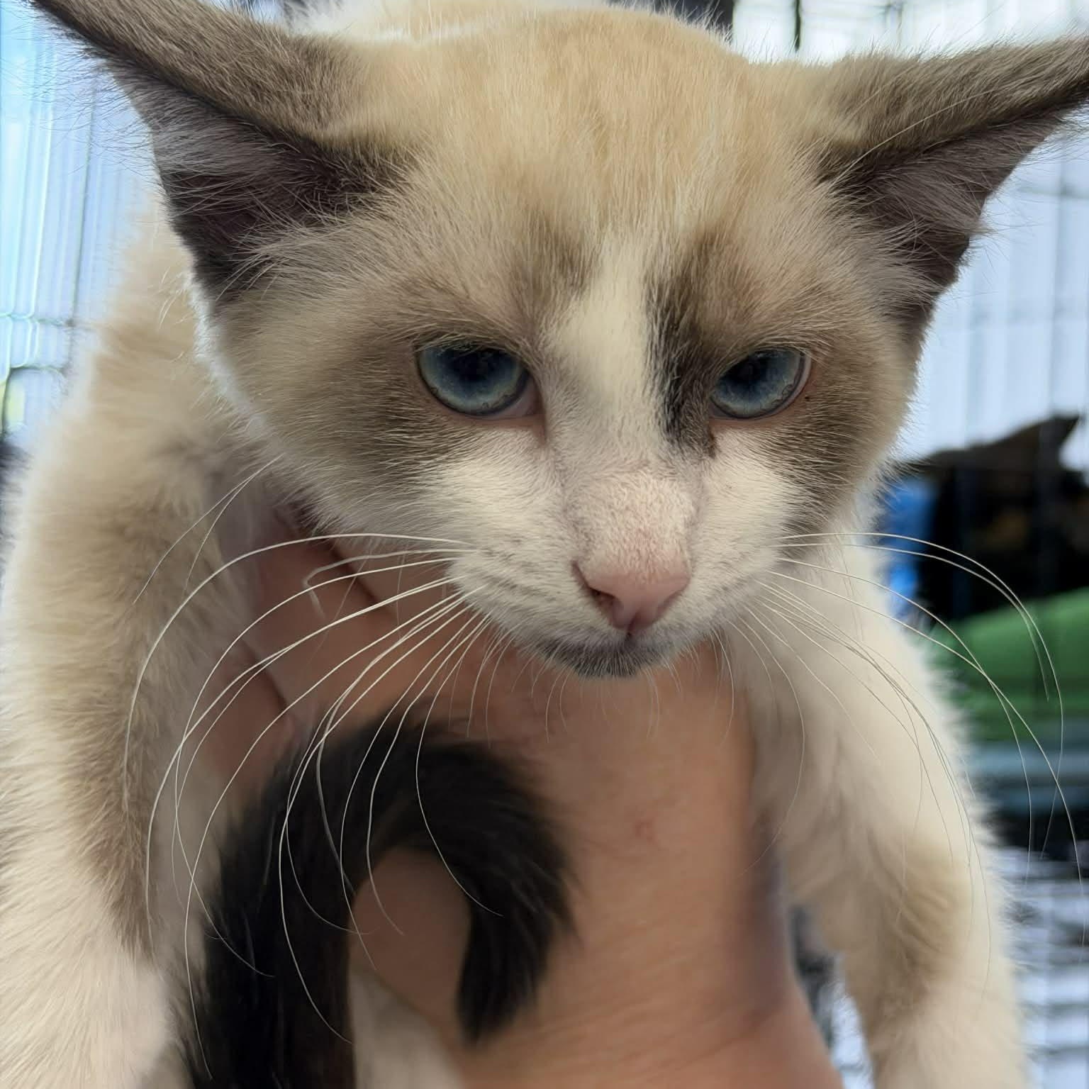 Enlarge Drumstick, an adopted Siamese in Fairborn, OH image 4/4