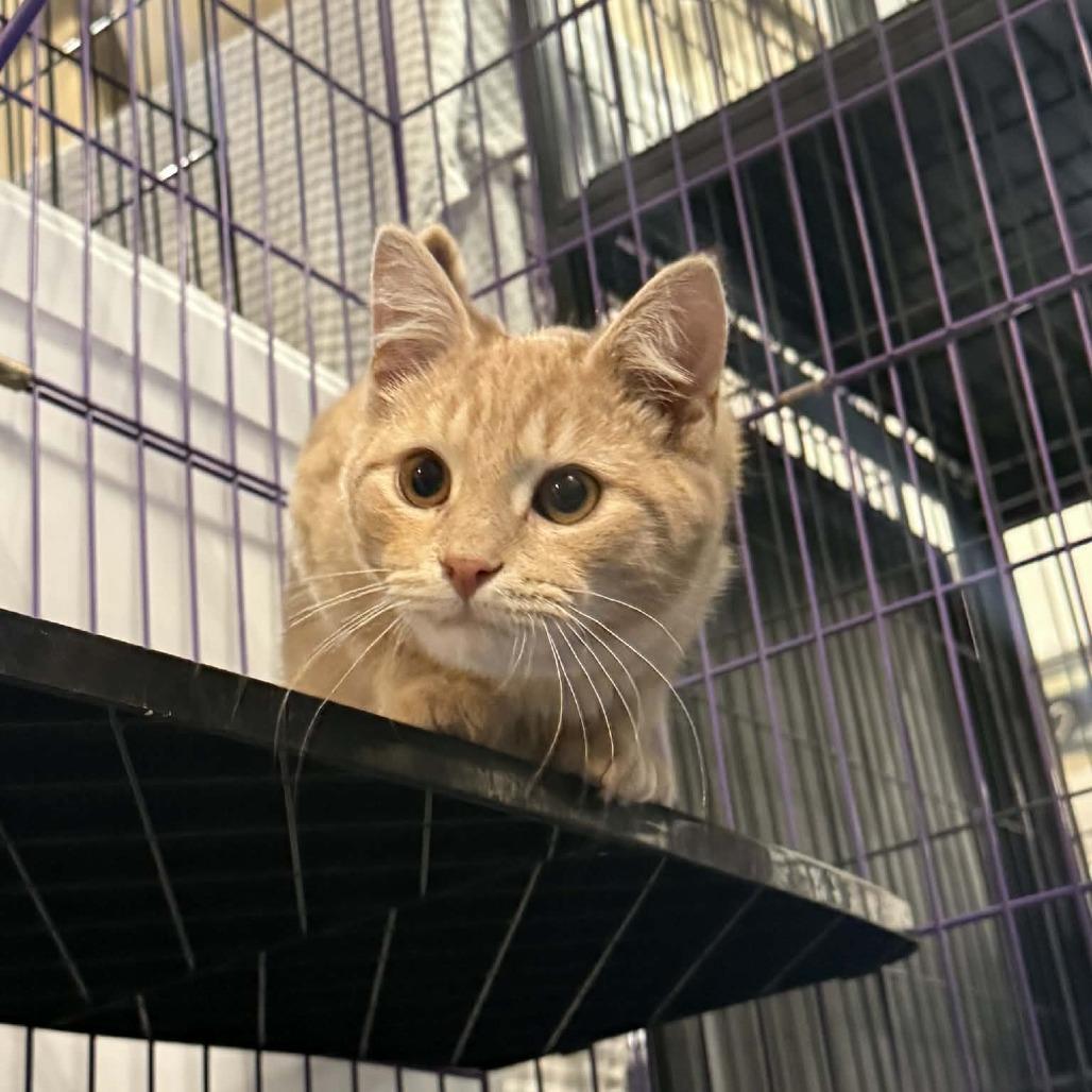 Elfie, Adoptable, Kitten Male Domestic Short Hair.