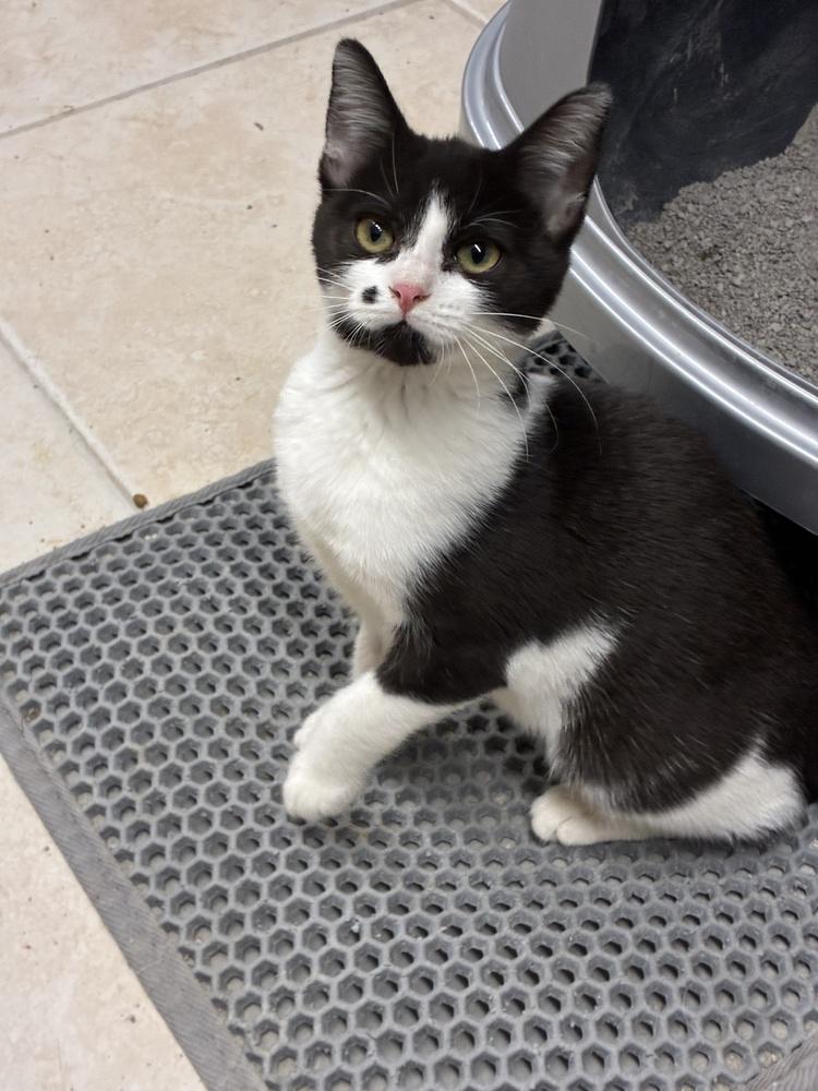 Enlarge Magnificent Maleficent, a Adoptable Domestic Short Hair in Randolph, MA image 1/1