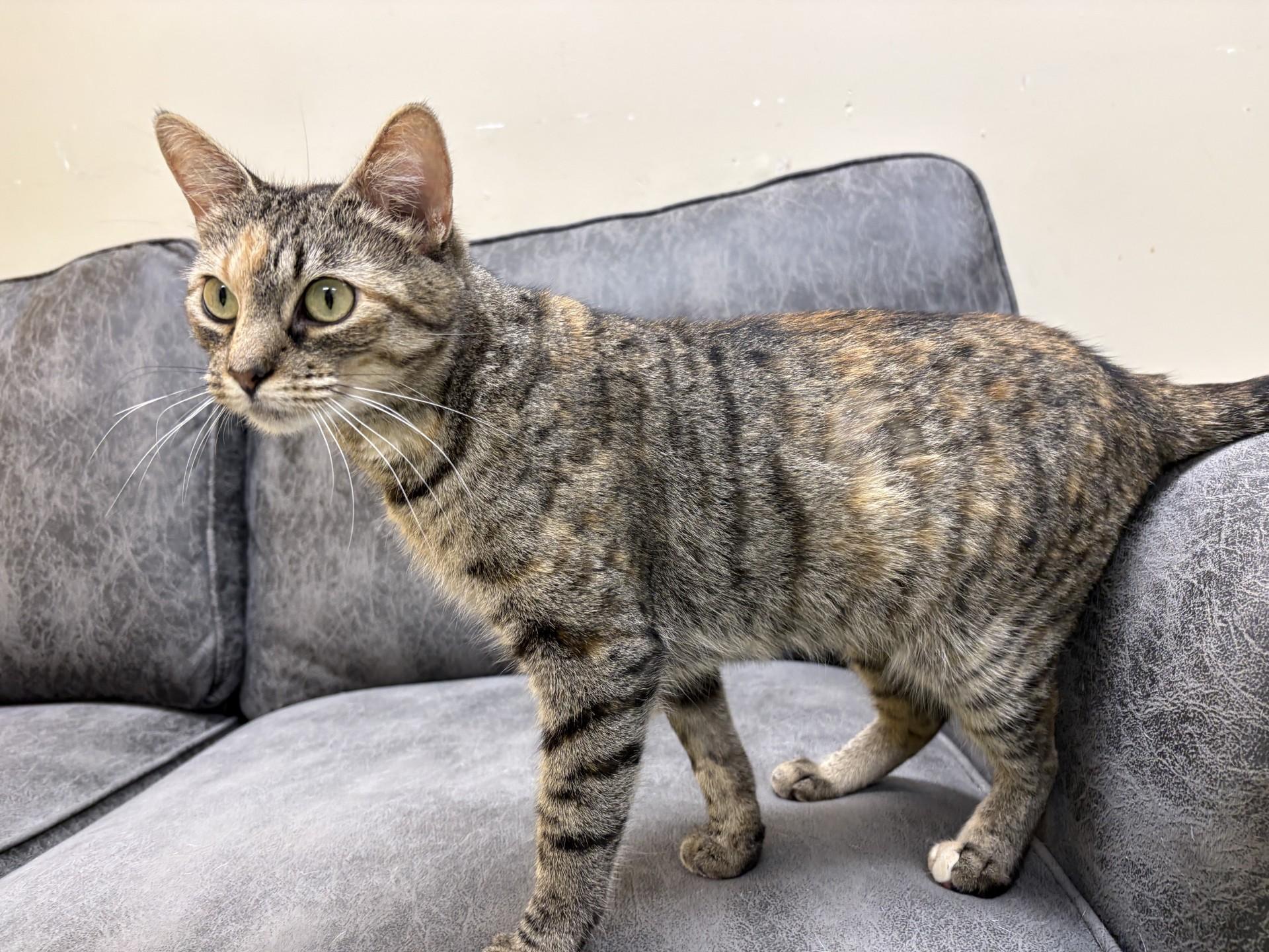 RASHKA, Adoptable, Young Female Tabby.