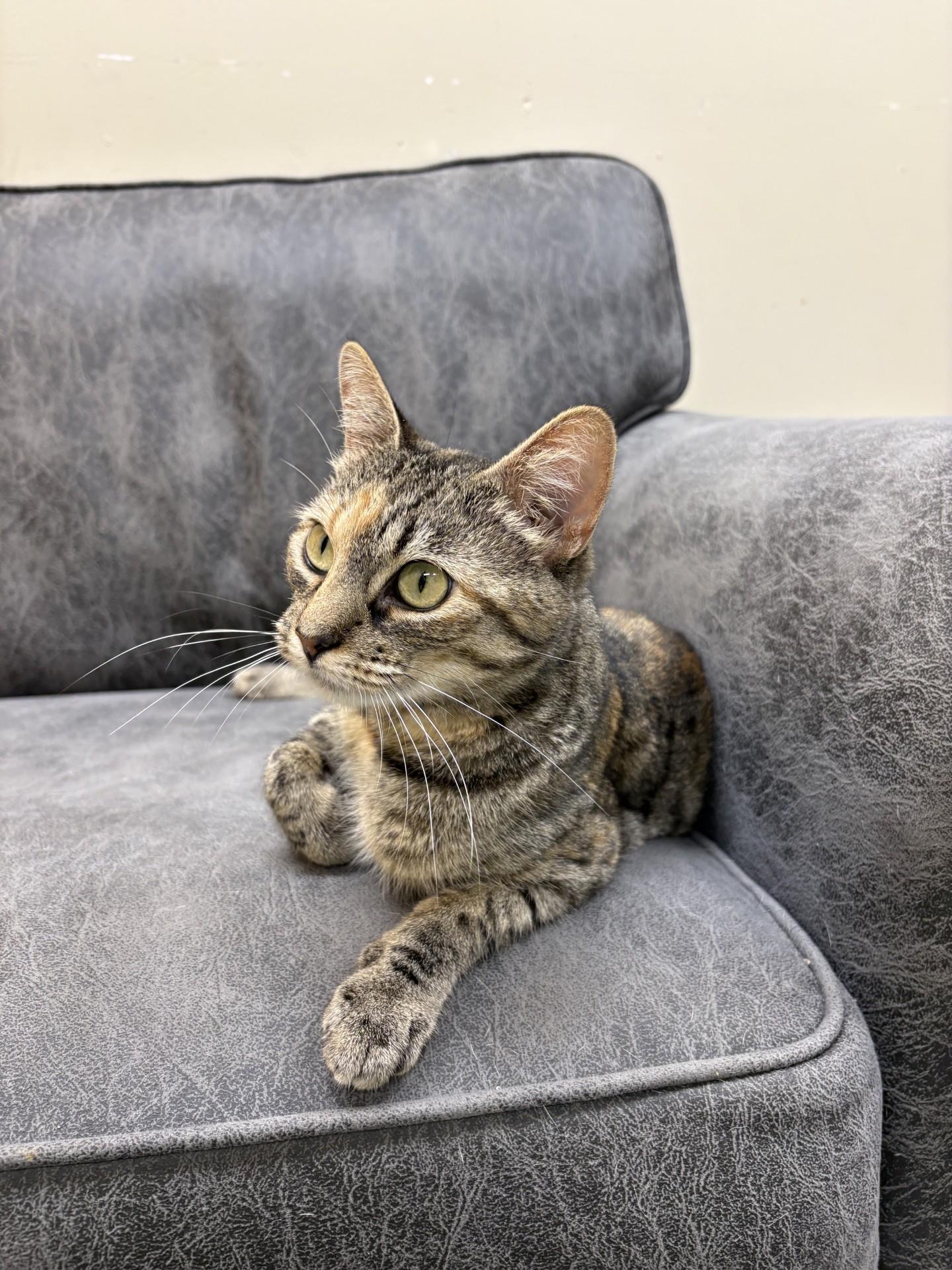 Enlarge RASHKA, a Adoptable Tabby in North Kansas City, MO image 2/2