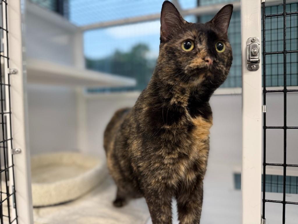 Hadley, Adopted, Adult Female Tortoiseshell & Domestic Short Hair.