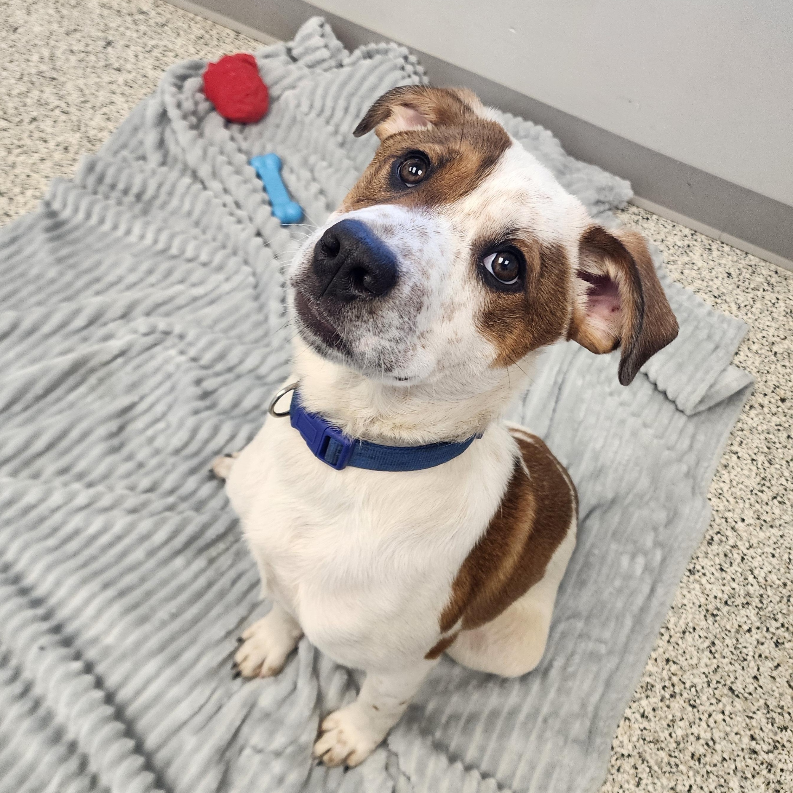 Enlarge Spike, a ADOPTABLE Mixed Breed in Liberty, MO image 1/2