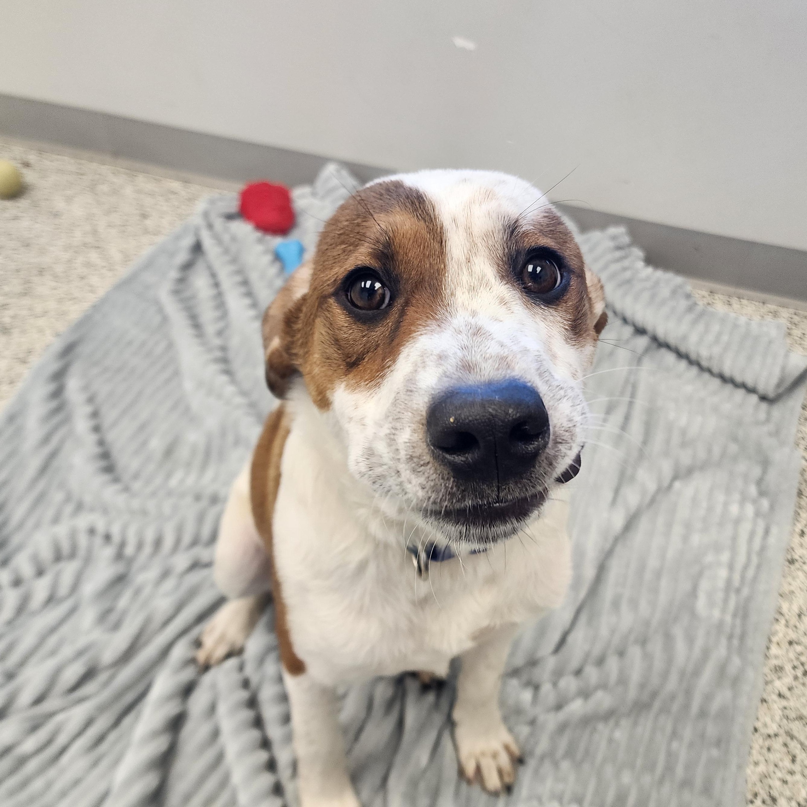 Enlarge Spike, a ADOPTABLE Mixed Breed in Liberty, MO image 2/2