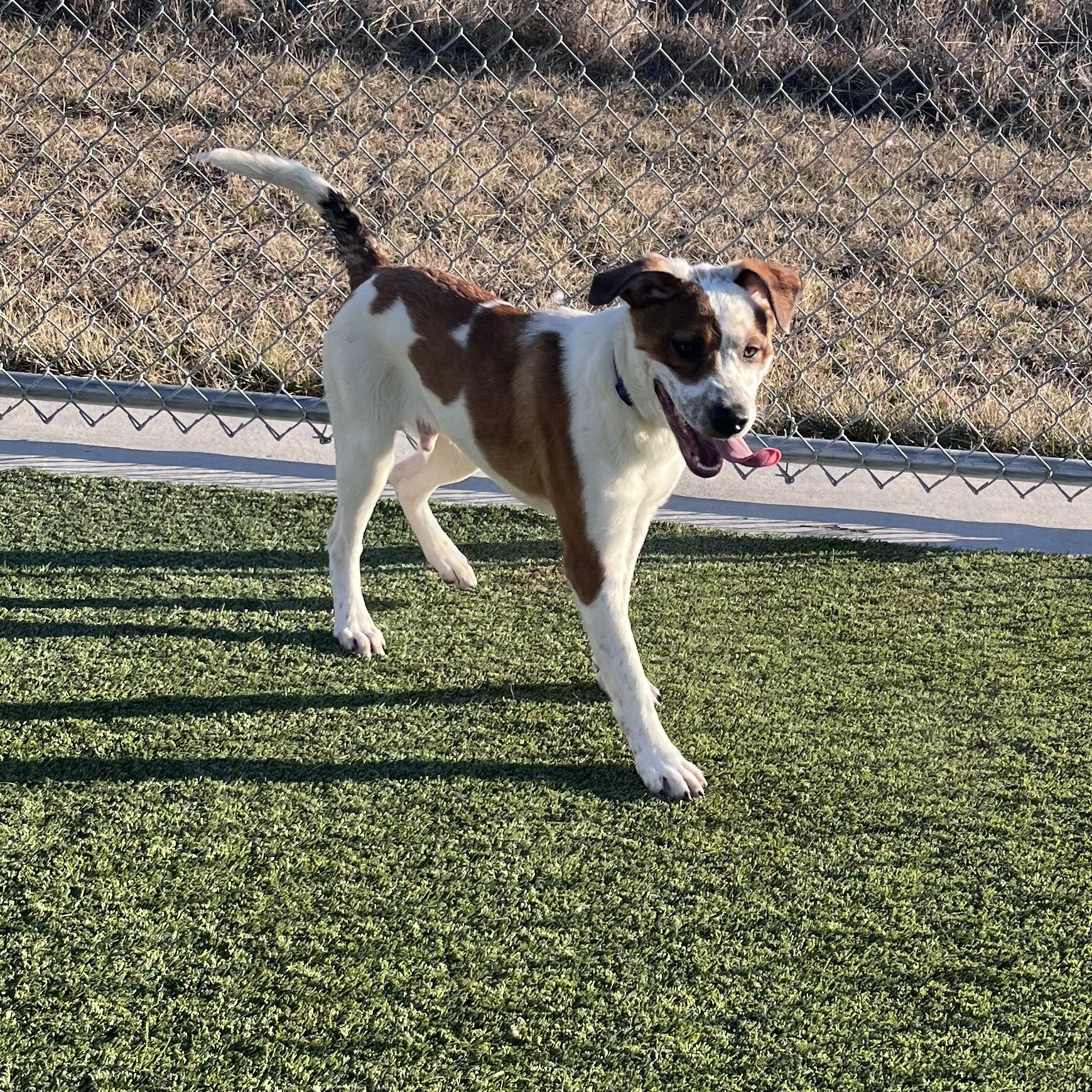 Enlarge Spike, a ADOPTABLE Mixed Breed in Liberty, MO image 3/3