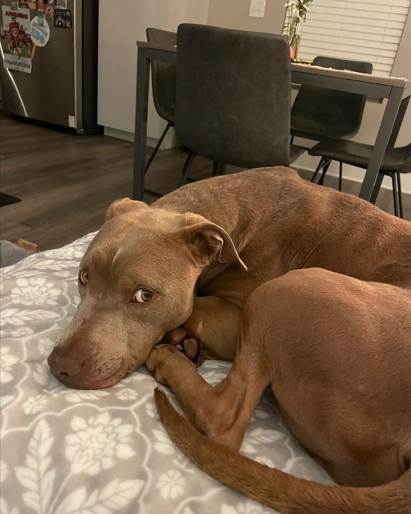 Truman, Adoptable, Young Male Pit Bull Terrier & Mixed Breed.