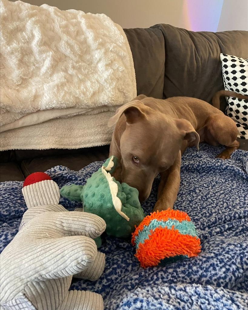 Truman, Adoptable, Young Male Pit Bull Terrier & Mixed Breed.