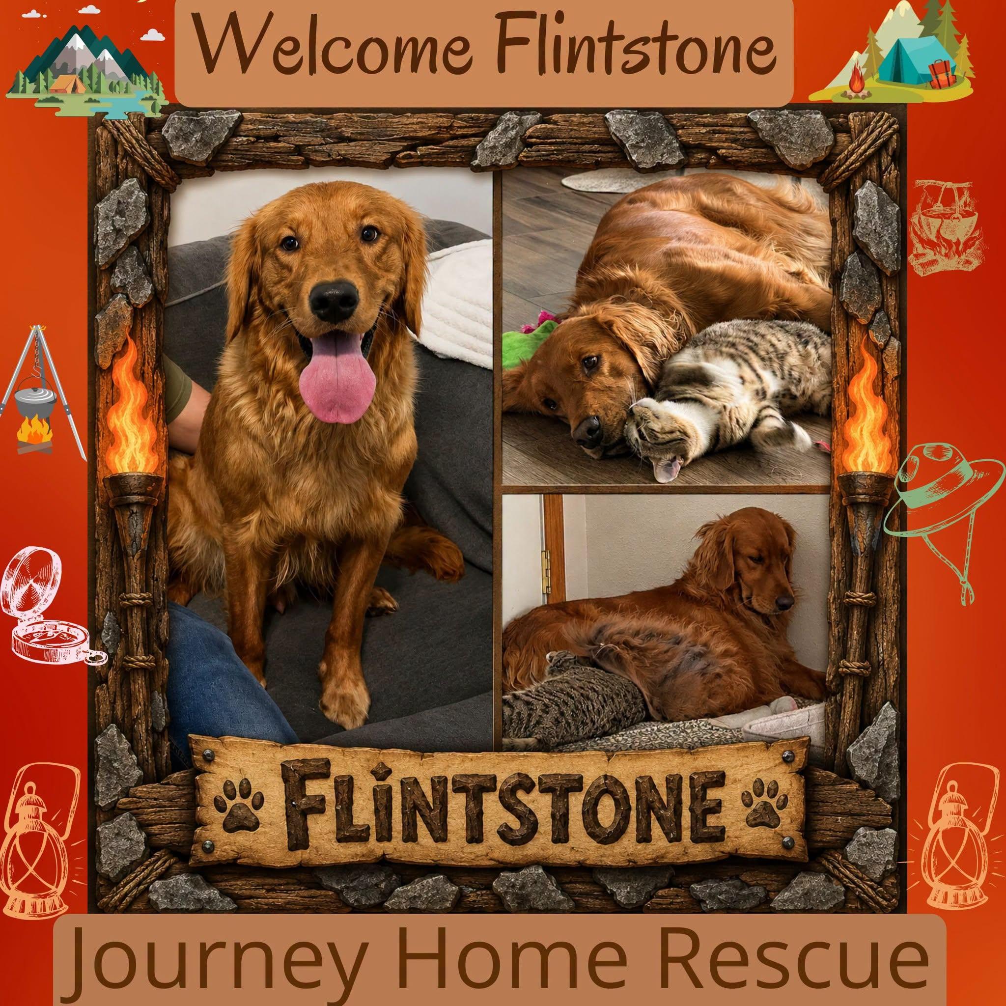 Flinstone, adopted, Adult Male Golden Retriever.