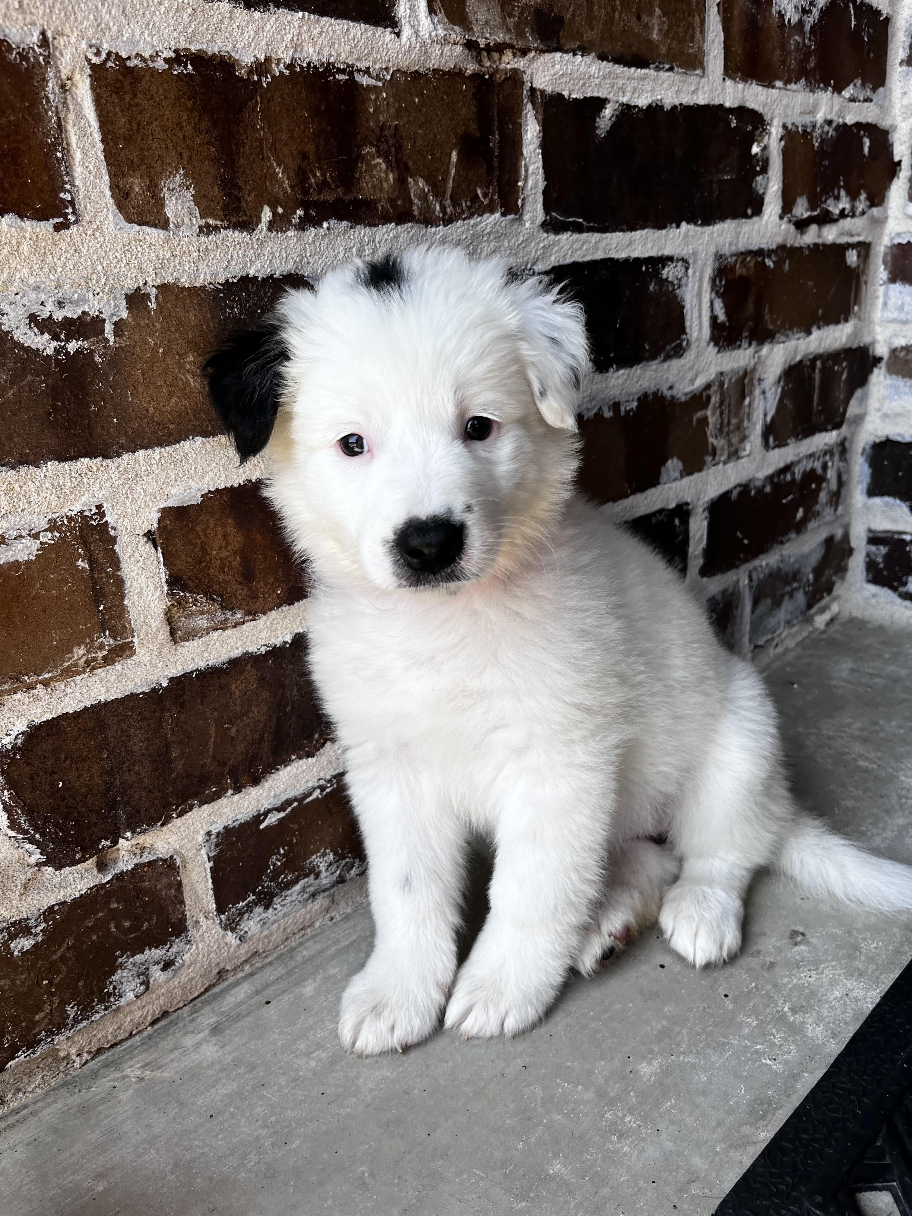 Aspen (Great North Litter)