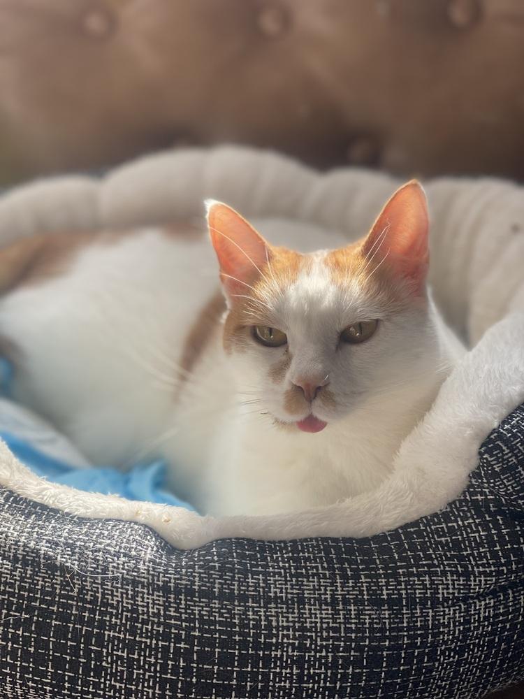 Mingles, Adoptable, Adult Female Domestic Short Hair.