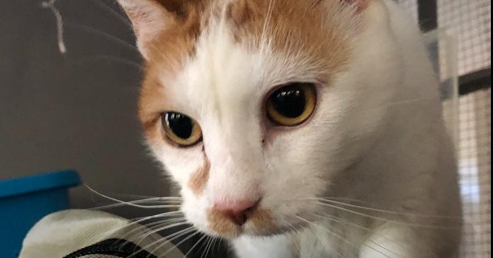 Enlarge Mingles, a Adoptable mixed breed in Little Rock, AR image 2/4