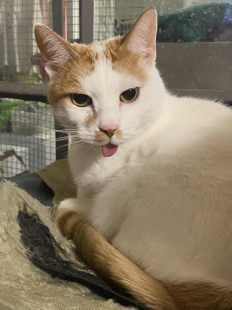 Enlarge Mingles, a Adoptable mixed breed in Little Rock, AR image 3/4