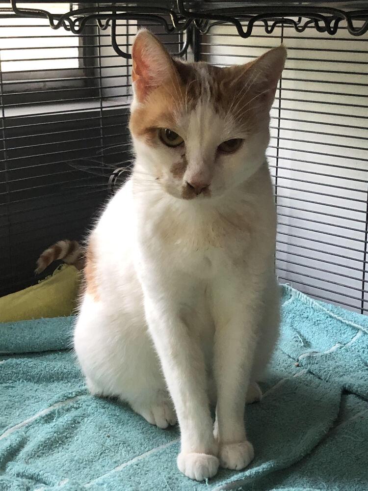 Enlarge Mingles, a Adoptable mixed breed in Little Rock, AR image 4/4