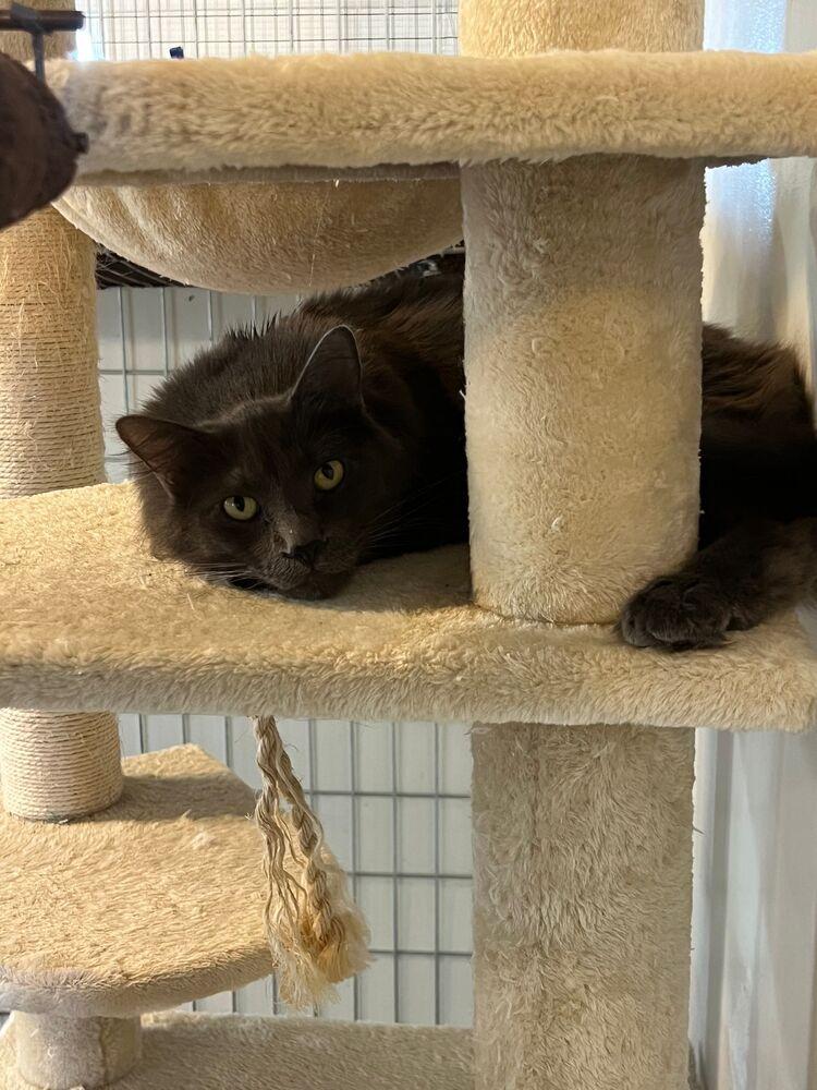 Bill, Adoptable, Adult Male Domestic Long Hair.