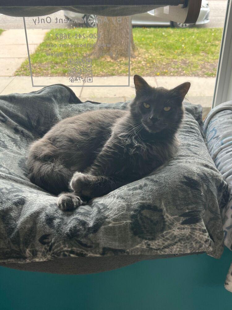 Enlarge Bill, a Adoptable Domestic Long Hair in McPherson, KS image 2/4