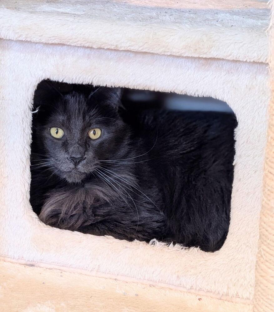 Bill, a Adoptable Domestic Long Hair in McPherson, KS image 3/4