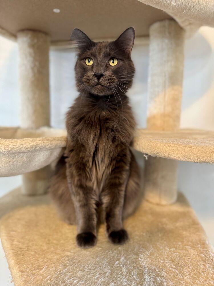 Bill, a Adoptable Domestic Long Hair in McPherson, KS image 4/4