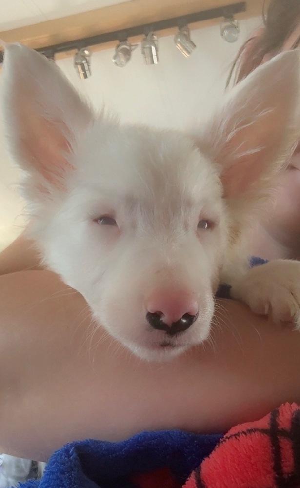 Remus, Adoptable, Puppy Male Border Collie.