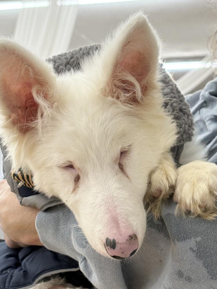 Enlarge Remus, a Adoptable Border Collie in East Greenville, PA image 2/6
