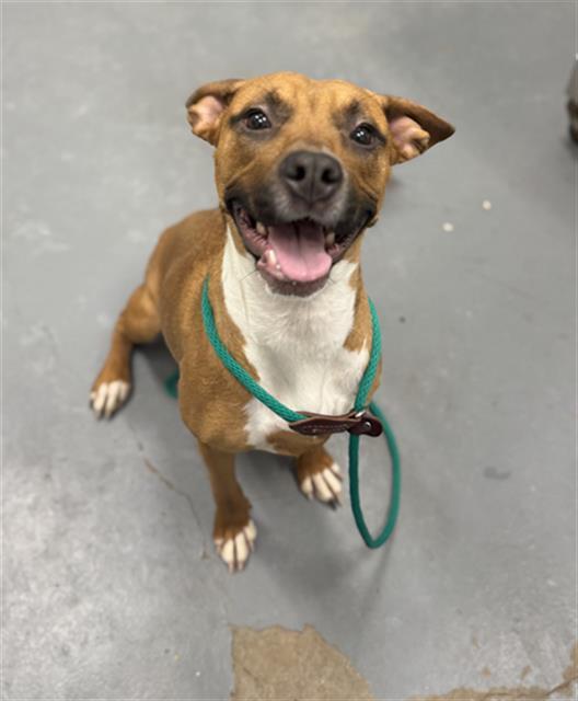 Enlarge ANGELA, a Adoptable mixed breed in Peoria, IL image 1/1