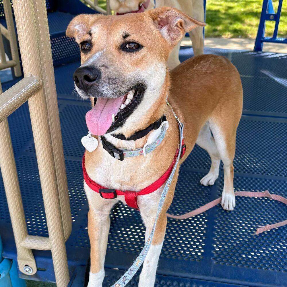 Vicky, Adoptable, Young Female Mixed Breed.