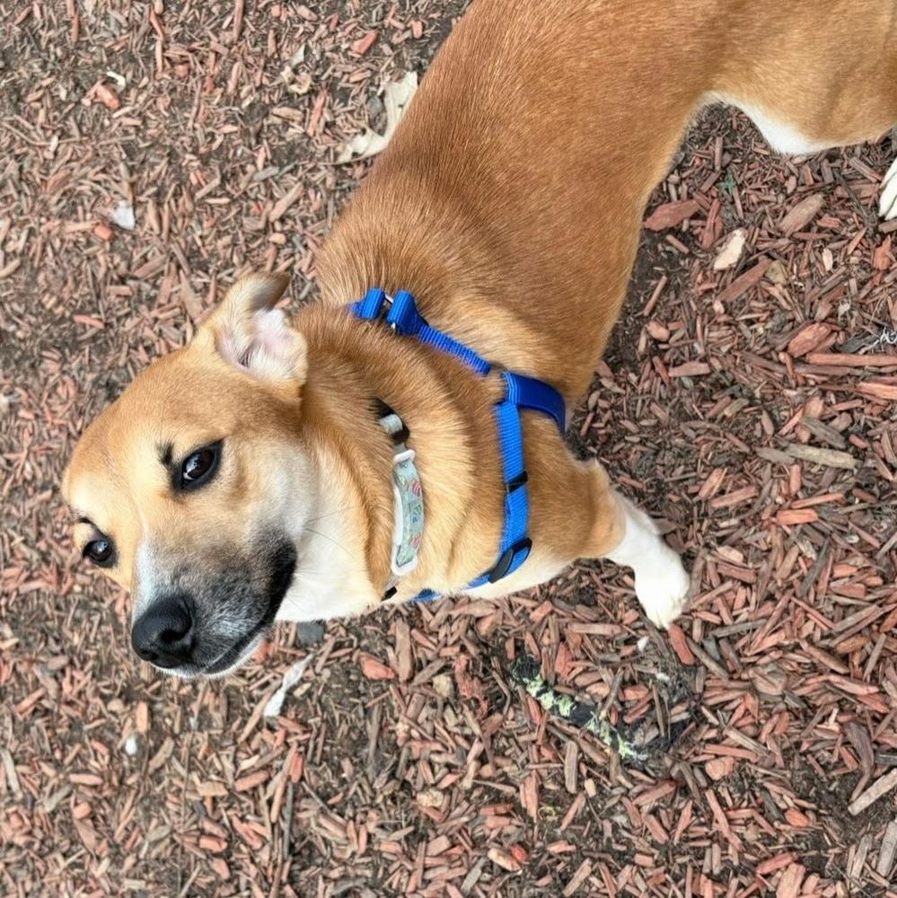 Enlarge Vicky, a Adoptable mixed breed in Reynoldsburg, OH image 2/5