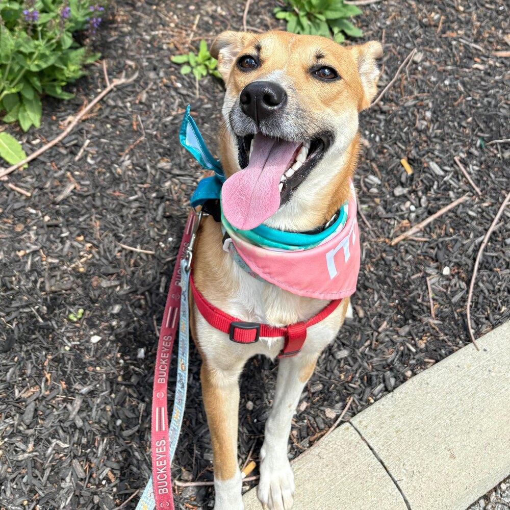 Vicky, a Adoptable mixed breed in Reynoldsburg, OH image 2/6